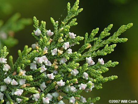 Southern Redcedar (Juniperus virginiana var. silicicola)