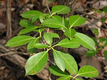 Mountain-Laurel (Kalmia latifolia)