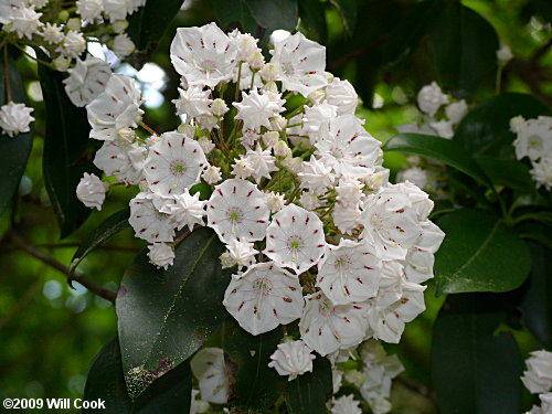 Mountain-Laurel (Kalmia latifolia) flowers