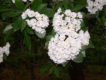Mountain-Laurel (Kalmia latifolia)