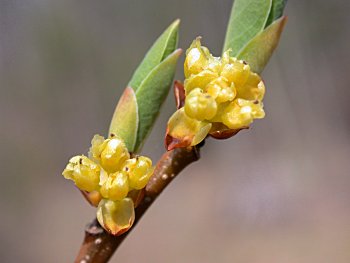 Northern Spicebush (Lindera benzoin) flowers