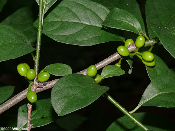 Northern Spicebush (Lindera benzoin)