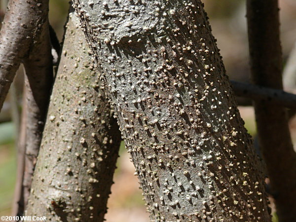 Northern Spicebush (Lindera benzoin) bark