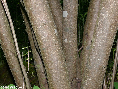 Northern Spicebush (Lindera benzoin) bark