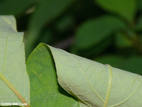 Northern Spicebush (Lindera benzoin)