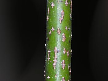 Southern Spicebush, Pondberry (Lindera melissifolia)