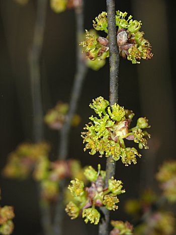 Southern Spicebush, Pondberry (Lindera melissifolia)
