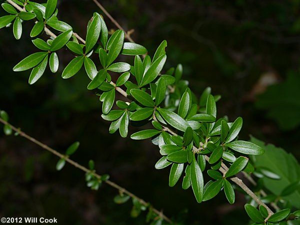 Waxy-leaf Privet (Ligustrum quihoui)