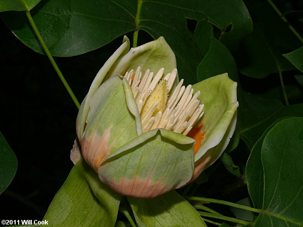Tuliptree (Liriodendron tulipifera) flower
