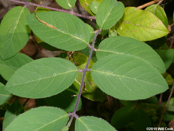 Japanese Honeysuckle (Lonicera japonica) leaves