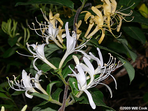 Japanese Honeysuckle (Lonicera japonica) flowers