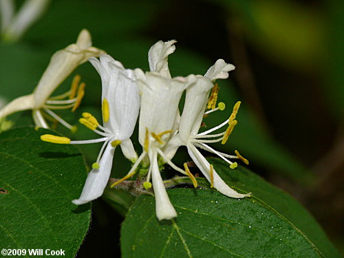 Amur Honeysuckle (Lonicera maackii) flowers