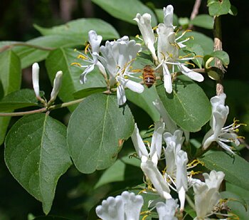 Amur Honeysuckle (Lonicera maackii)