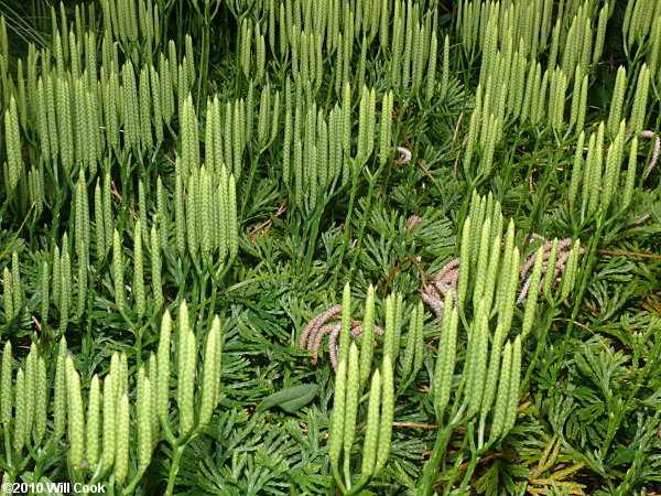 Running-Cedar, Fan Ground-Pine (Lycopodium digitatum)