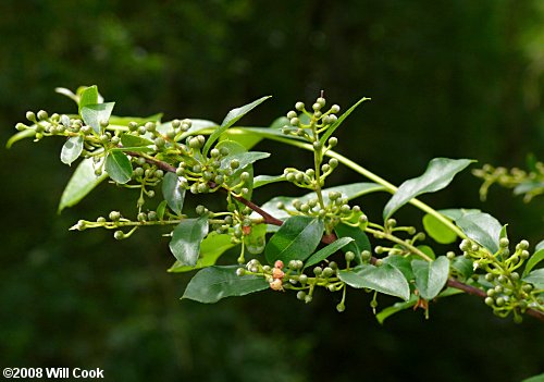 Southern Maleberry (Lyonia ligustrina var. foliosiflora)