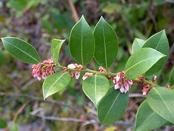 Shining Fetterbush (Lyonia lucida)