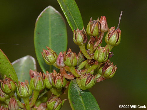 Shining Fetterbush (Lyonia lucida) fruits