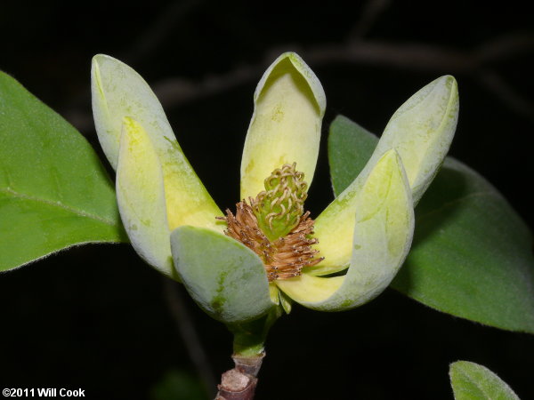 Cucumber-Tree (Magnolia acuminata) flower