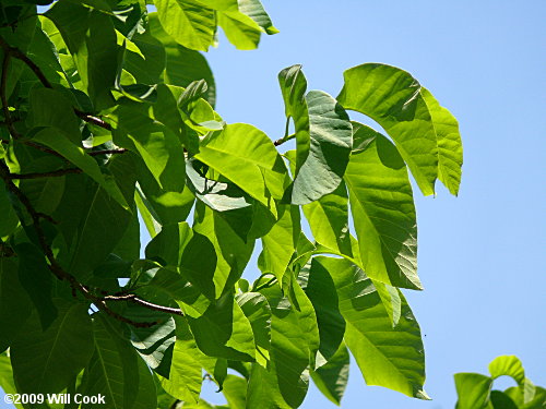 Cucumber-Tree (Magnolia acuminata) leaves