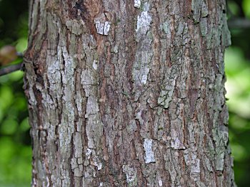 Cucumber-Tree (Magnolia acuminata) bark