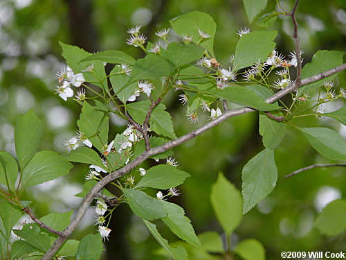 Southern Crabapple (Malus angustifolia)