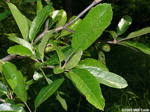 Southern Crabapple (Malus angustifolia) leaves