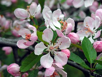 Southern Crabapple (Malus angustifolia) flowers