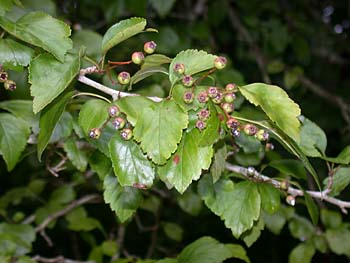 Southern Crabapple (Malus angustifolia) leaf