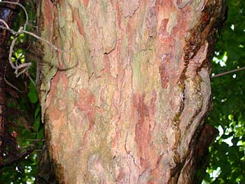 Southern Crabapple (Malus angustifolia) bark