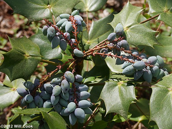 Leatherleaf Mahonia (Berberis bealei) fruits