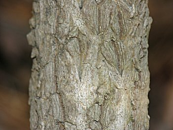 Leatherleaf Mahonia (Mahonia bealei)