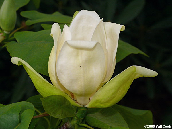 Fraser Magnolia (Magnolia fraseri)