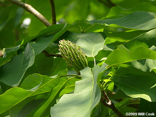 Fraser Magnolia (Magnolia fraseri)