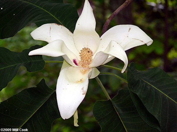 Bigleaf Magnolia (Magnolia macrophylla) flower