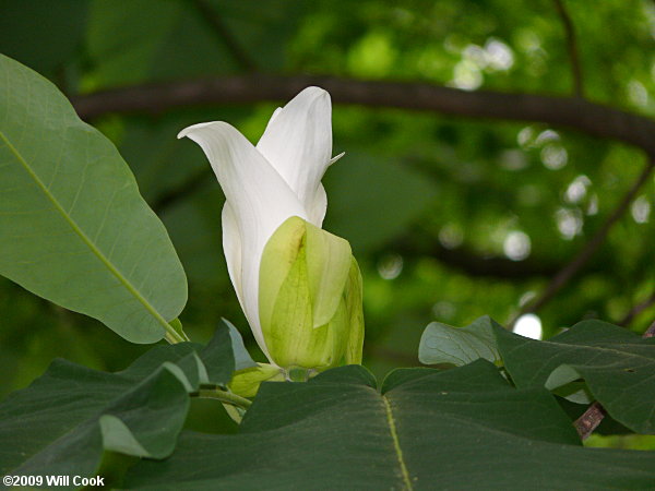 Bigleaf Magnolia (Magnolia macrophylla) flower
