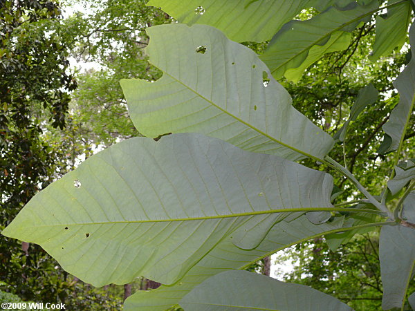 Bigleaf Magnolia (Magnolia macrophylla) leaf underside