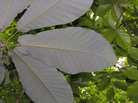 Bigleaf Magnolia (Magnolia macrophylla)