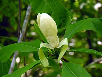 Umbrella-Tree (Magnolia tripetala)