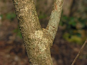 Sweetbay (Magnolia virginiana) bark