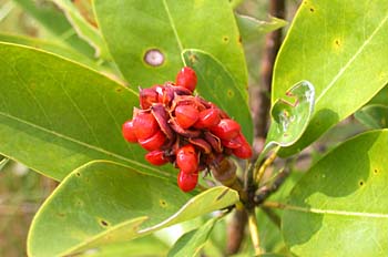 Sweetbay (Magnolia virginiana) fruit