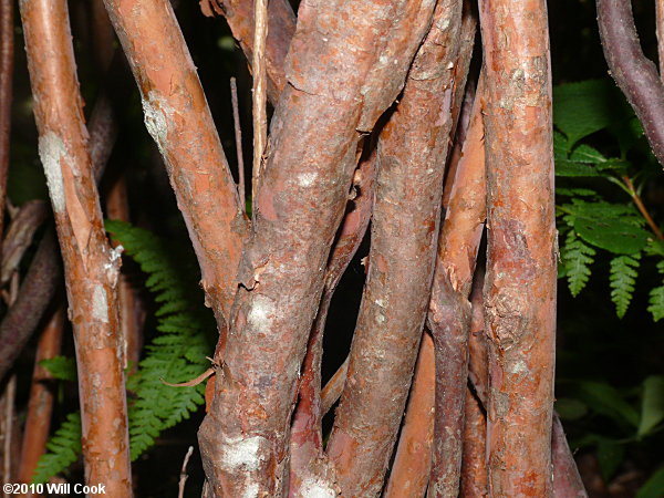 Minniebush (Menziesia pilosa) bark