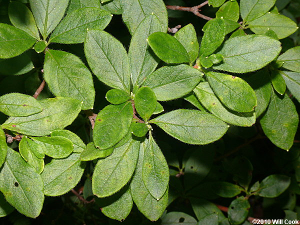 Minniebush (Menziesia pilosa) leaves