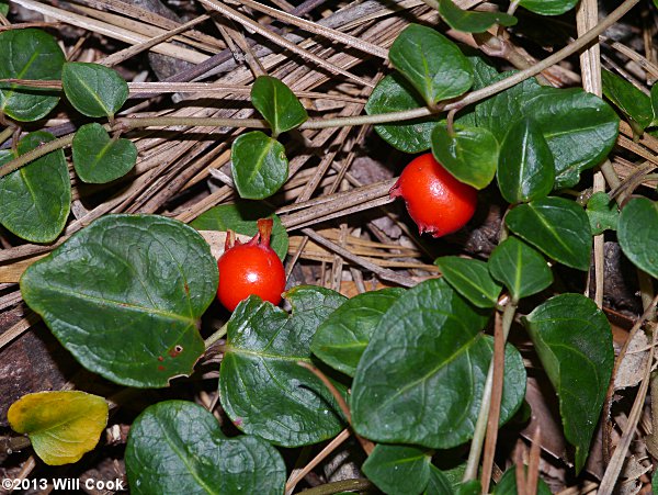 Partridgeberry (Mitchella repens) berry