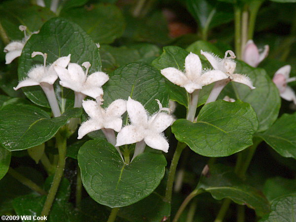 Partridgeberry (Mitchella repens)