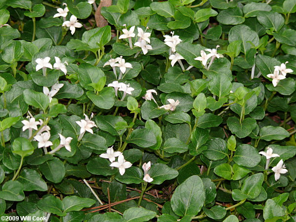 Partridgeberry (Mitchella repens)