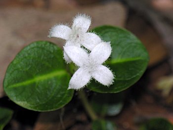 Partridgeberry (Mitchella repens)