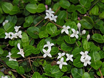 Partridgeberry (Mitchella repens)