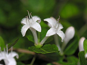 Partridgeberry (Mitchella repens)