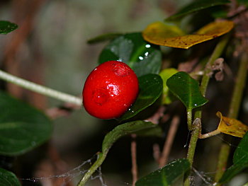 Partridgeberry (Mitchella repens) berry