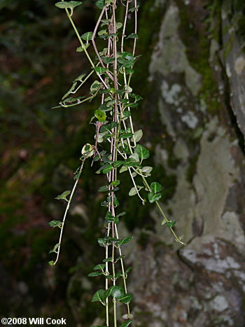 Partridgeberry (Mitchella repens)